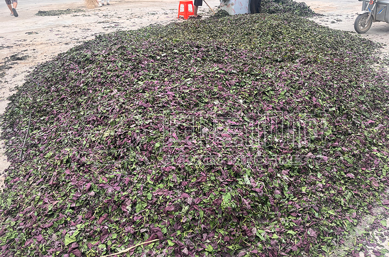 河北紫蘇葉烘干現(xiàn)場